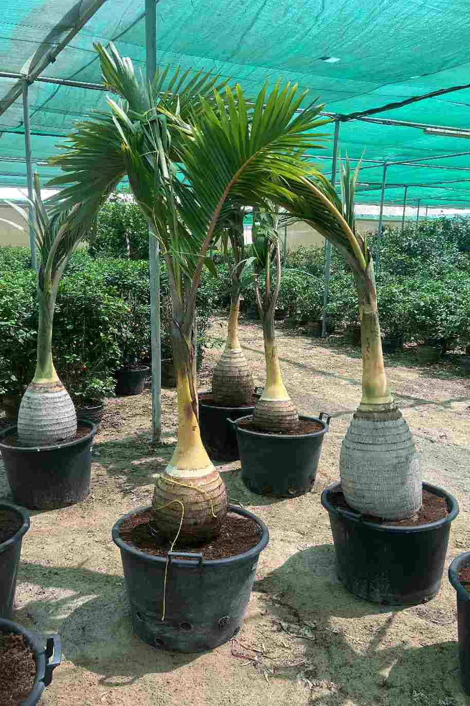 Bottle Palm Tree