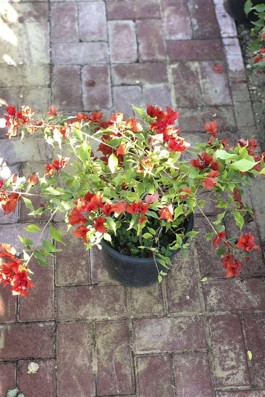 Bougainvillea Tomato Red - image 3