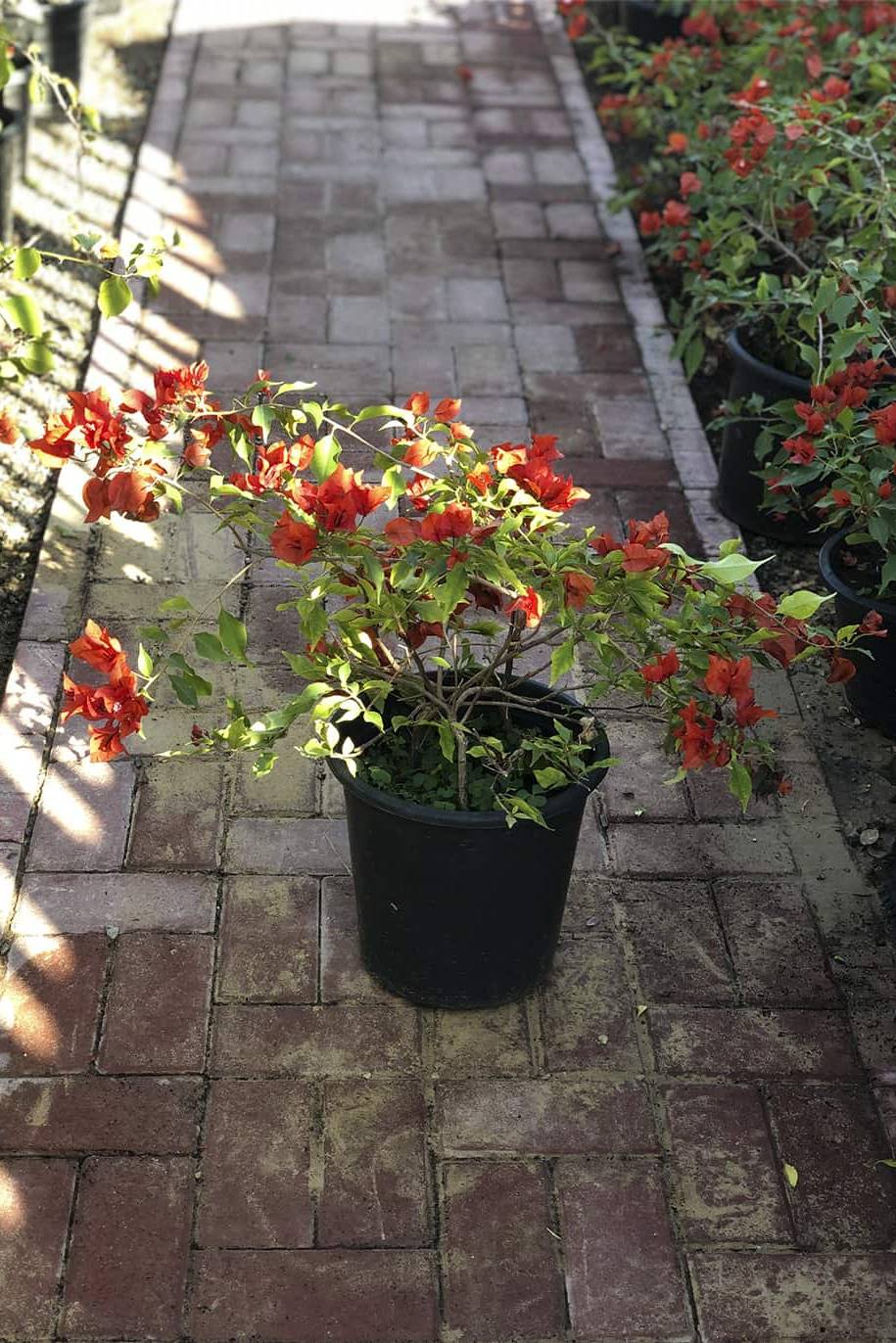 Bougainvillea Tomato Red - image 2