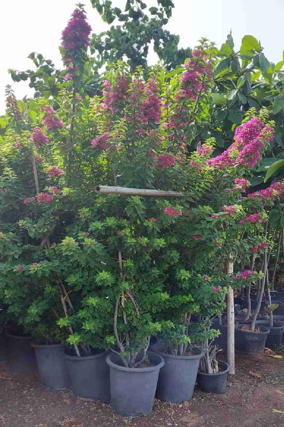 Bougainvillea (Pink Pixie) Tall