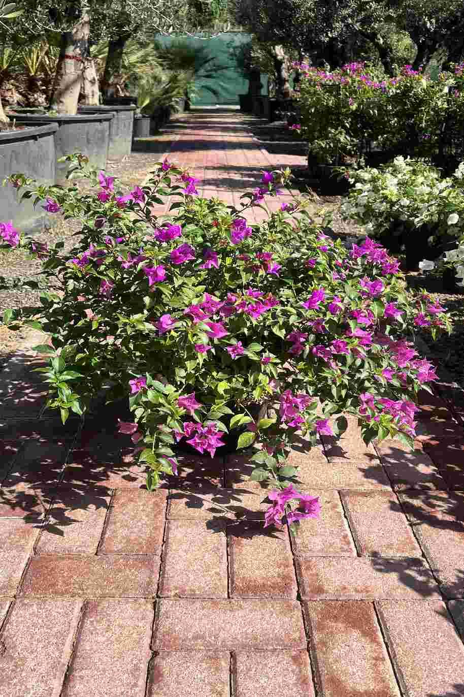 Bougainvillea Alexandra - Bougainvillea 'Alexandra - image 2