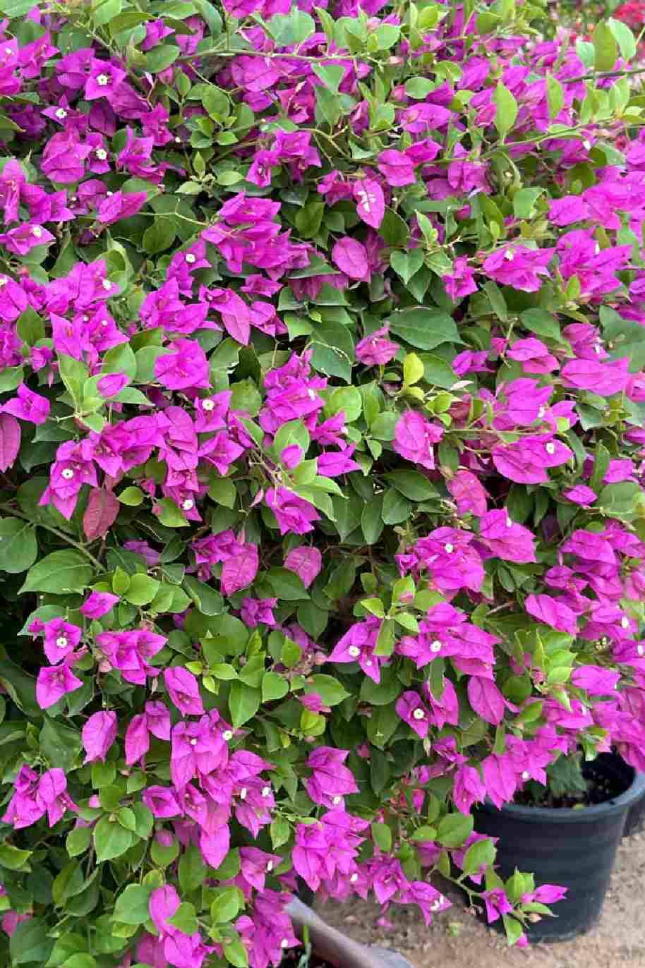 Bougainvillea Alexandra Branched