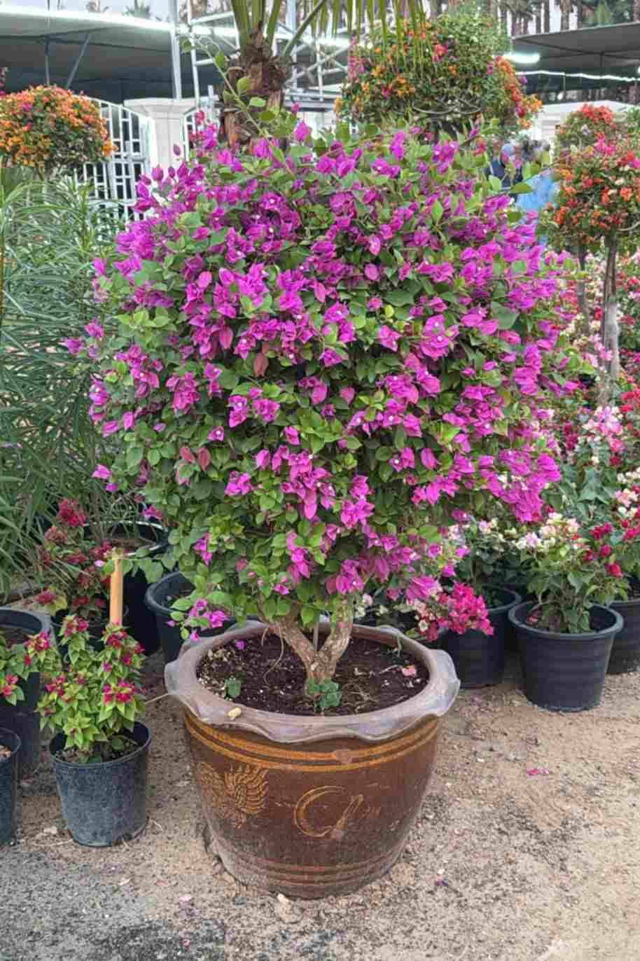 Bougainvillea Alexandra Branched