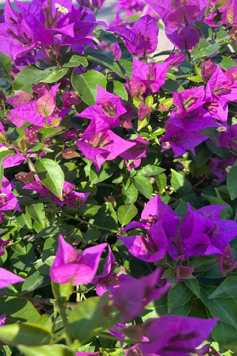 Bougainvillea Alexandra 