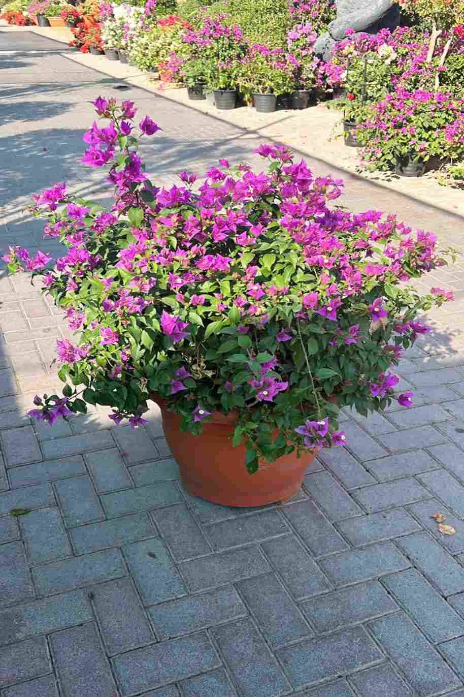 Bougainvillea Alexandra Bushy