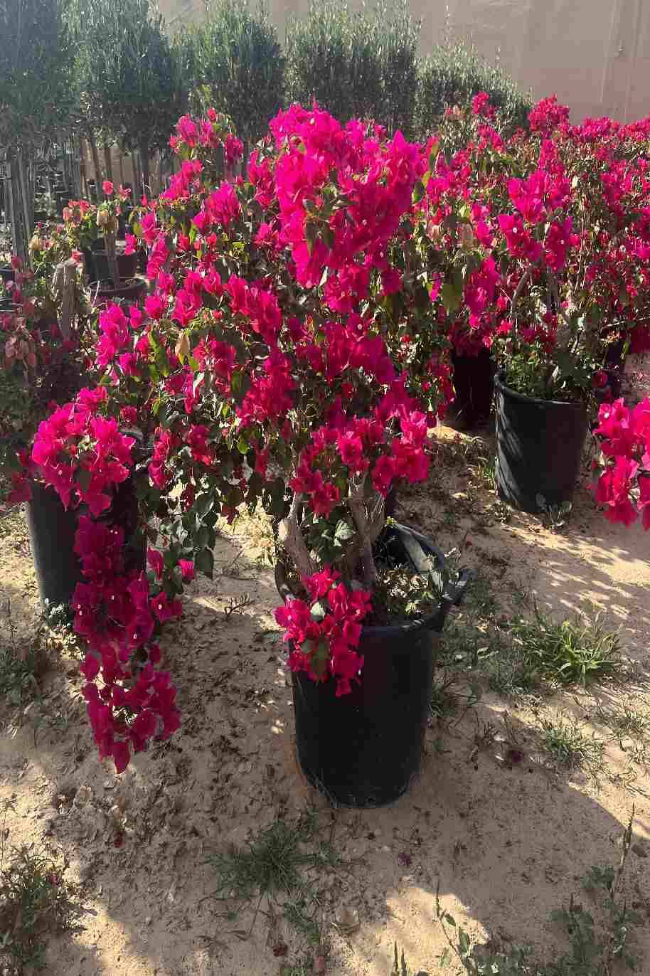 Bougainvillea Branched - Bougainvillea Glabra - image 3
