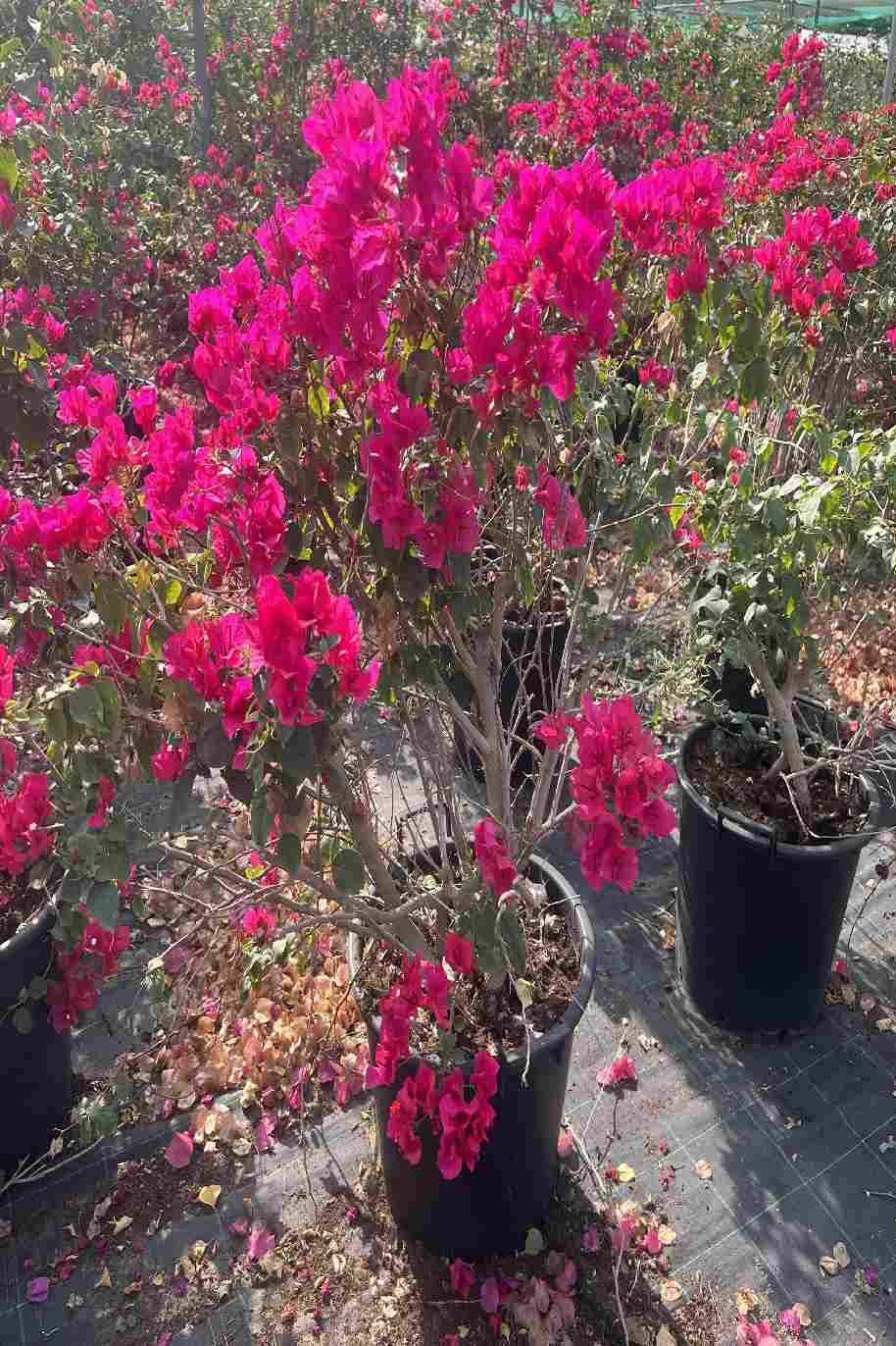 Bougainvillea Glabra