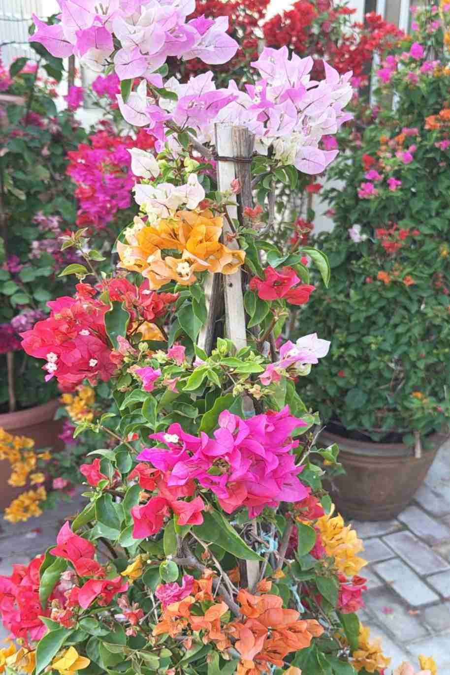 Bougainvillea