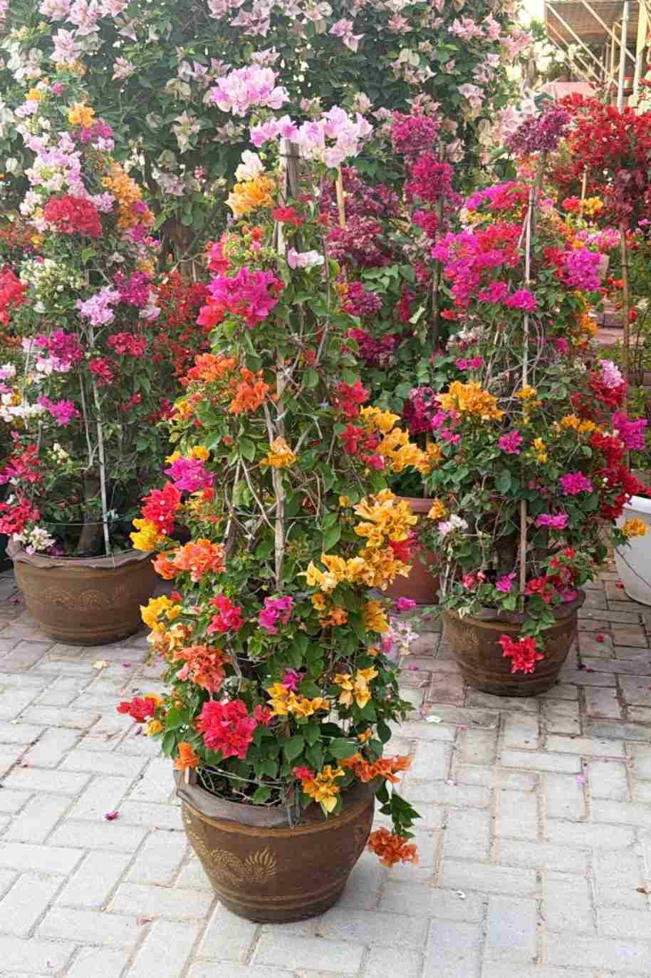 Bougainvillea Cone Shape
