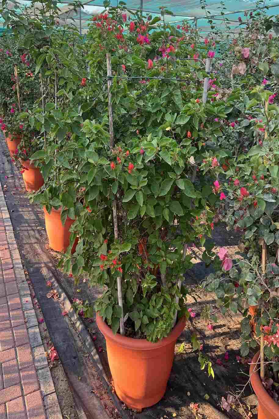 Bougainvillea Glabra Bushy