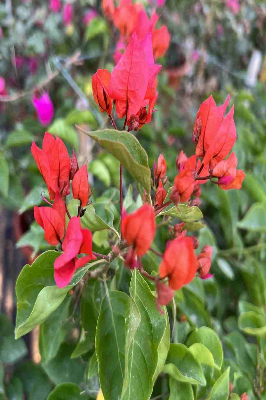 Bougainvillea Glabra Bushy