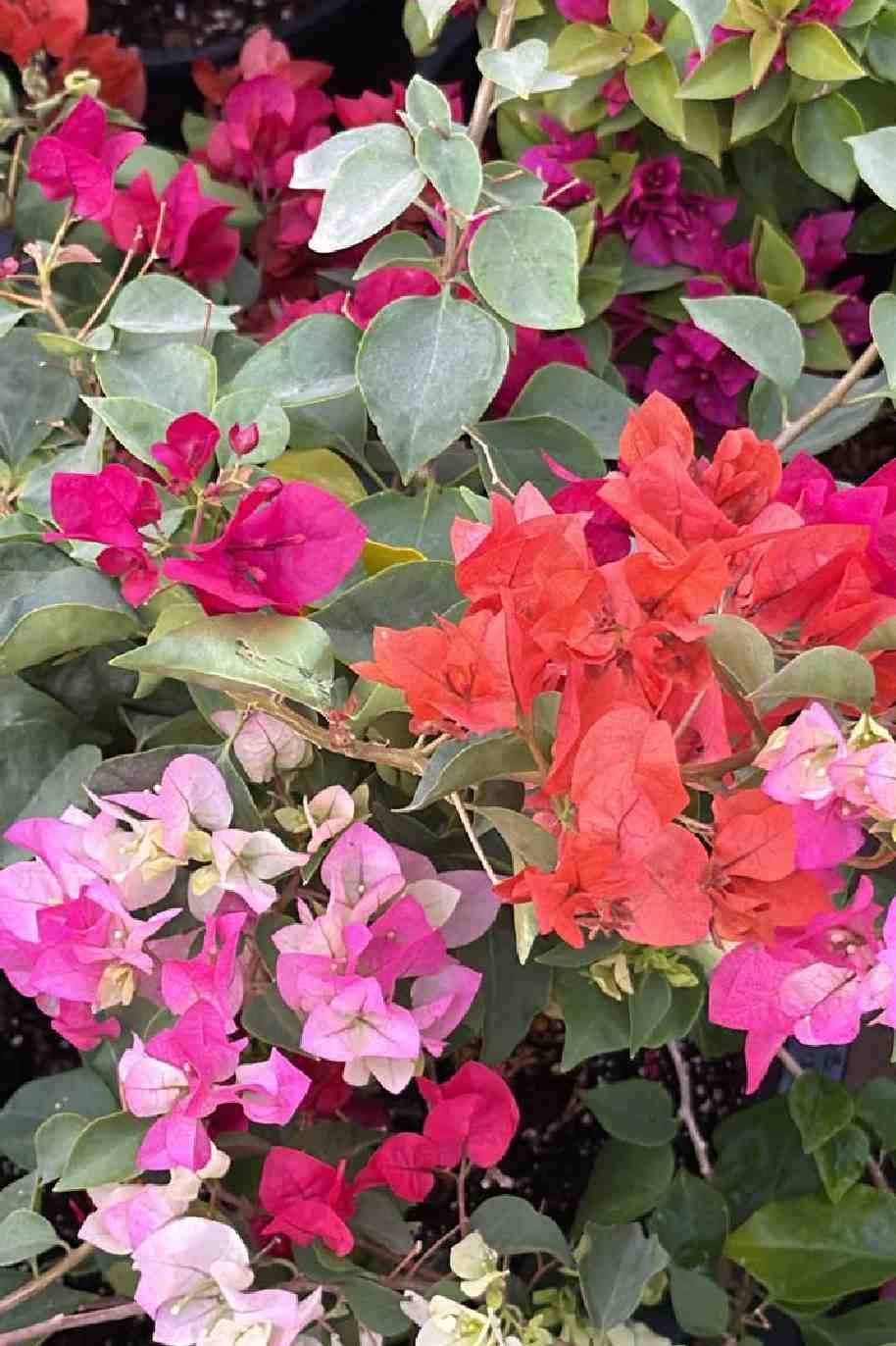 Bougainvillea Glabra