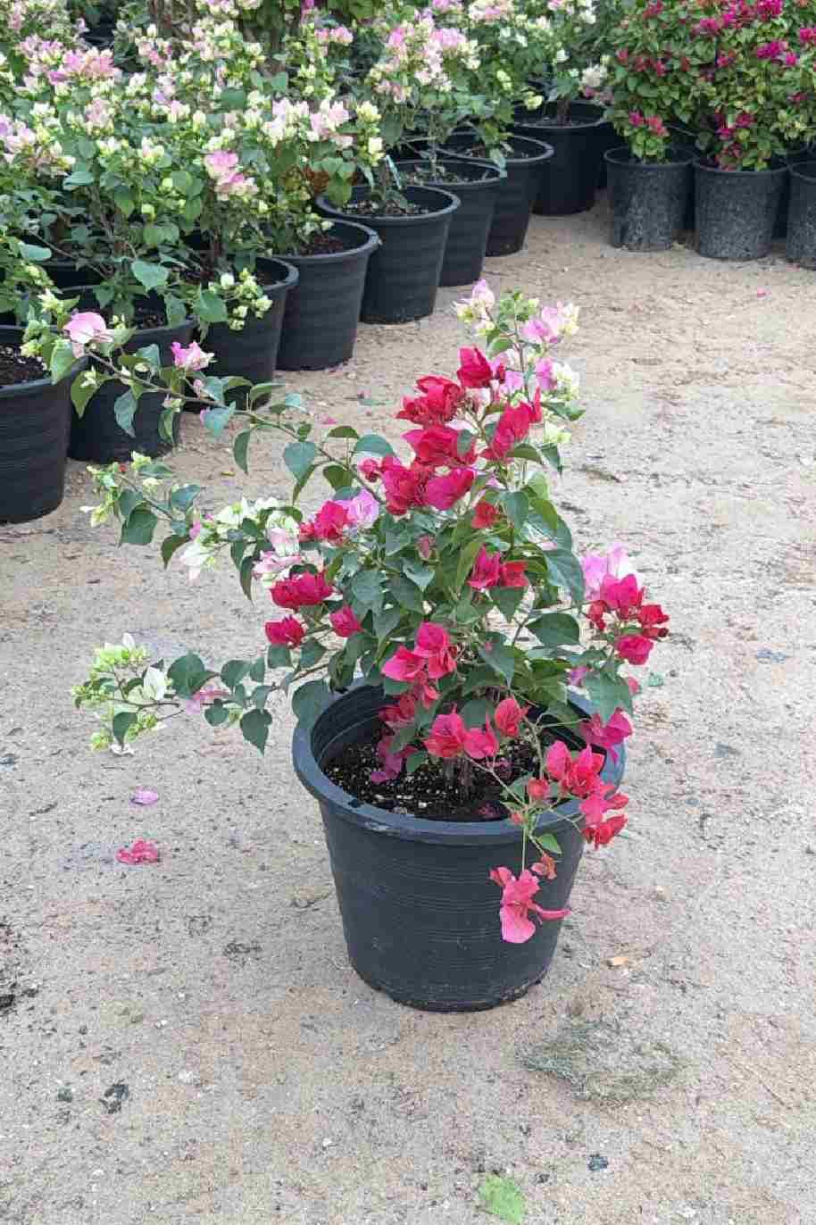 Bougainvillea Medium Mix