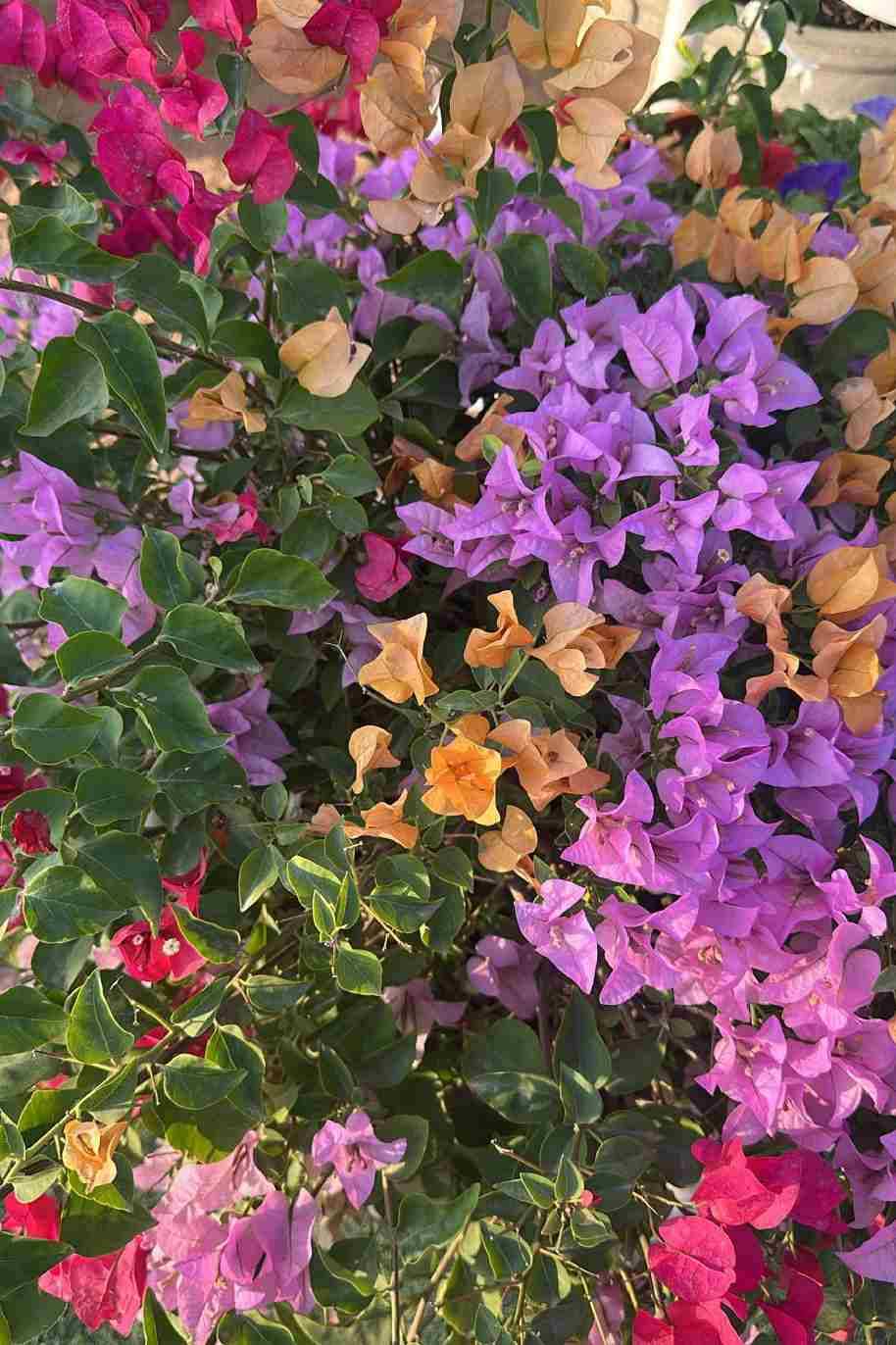 Bougainvillea Mix Bushy - image 2