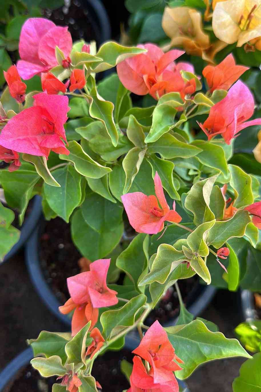 Bougainvillea Glabra