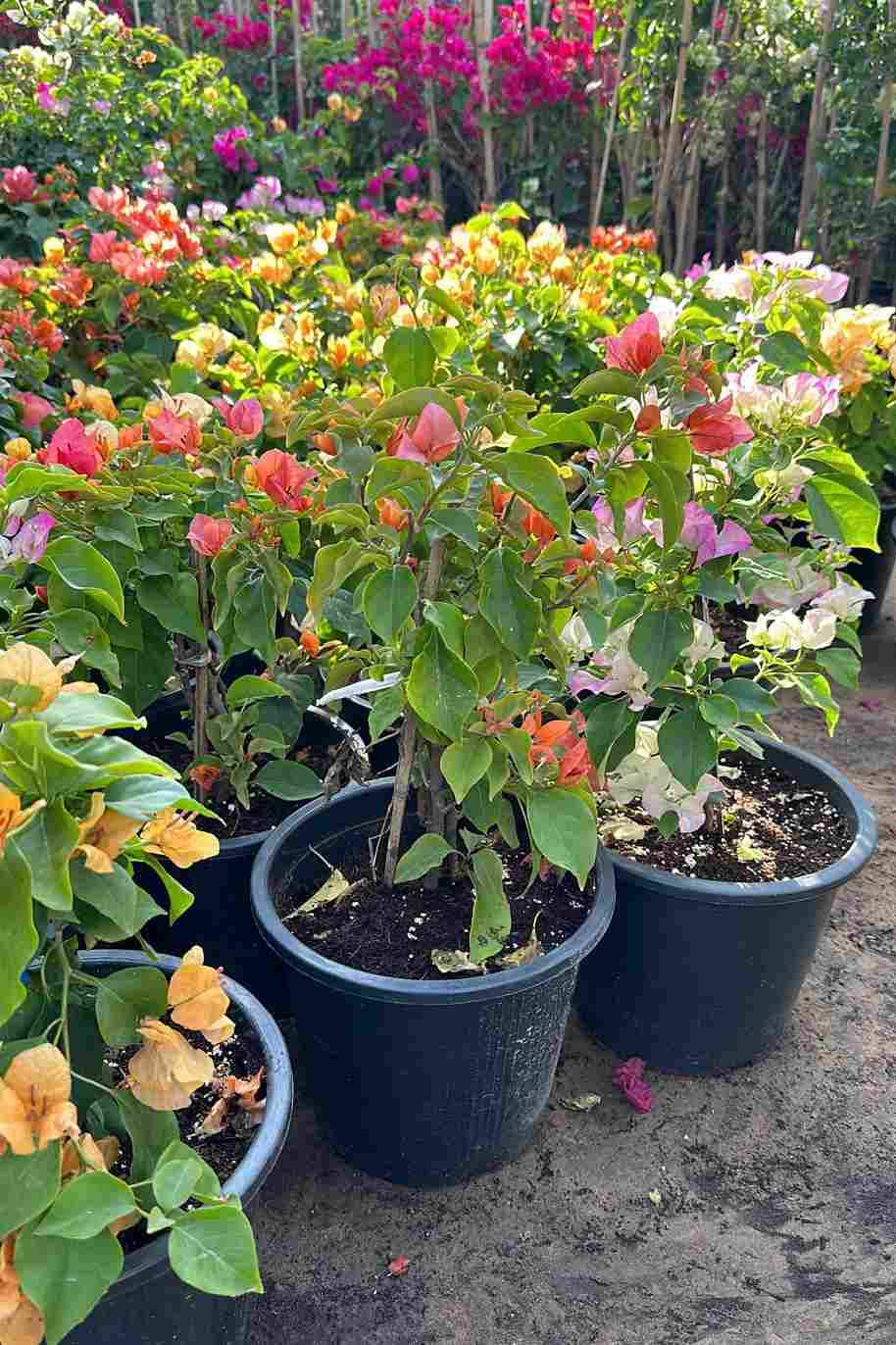 Bougainvillea Medium