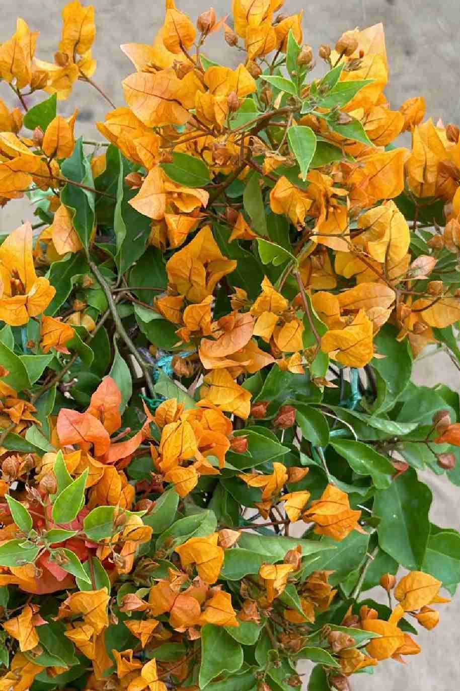 Bougainvillea