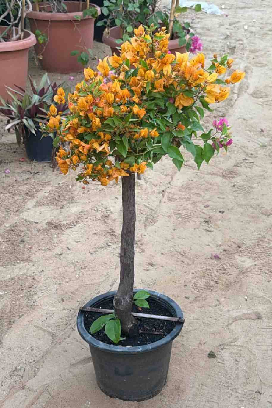 Bougainvillea Grafted Multicolor