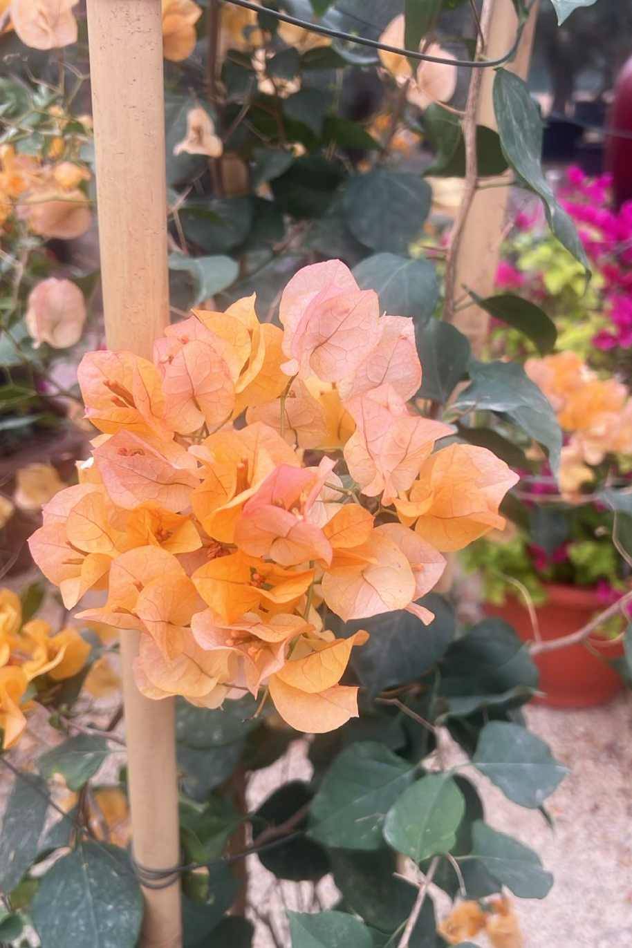 Bougainvillea