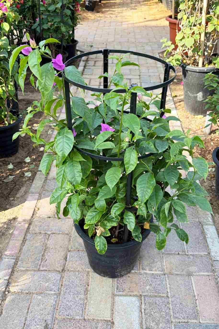 Bougainvillea Purple