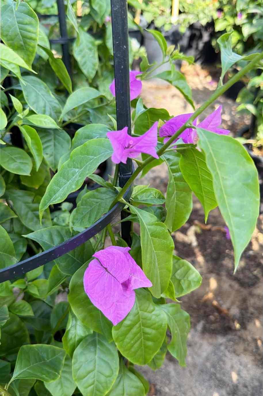 Bougainvillea