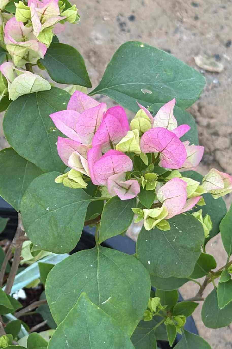 Bougainvillea 