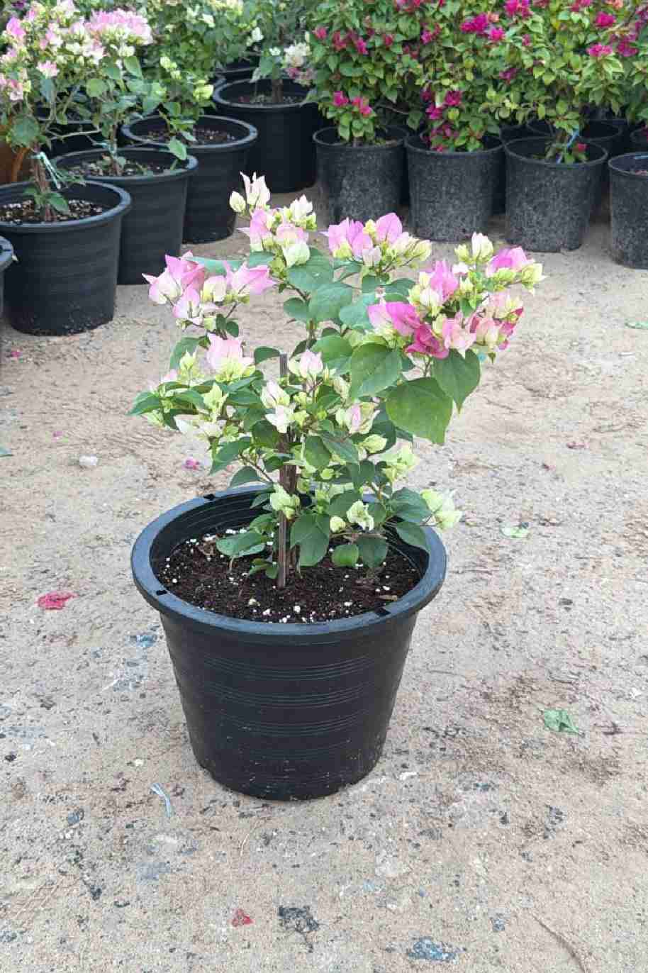 Bougainvillea Strawberry Medium