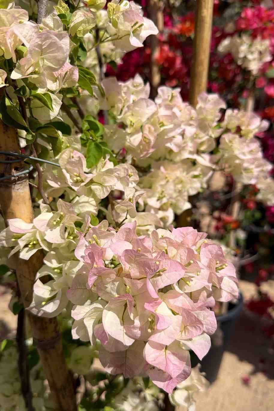 Bougainvillea