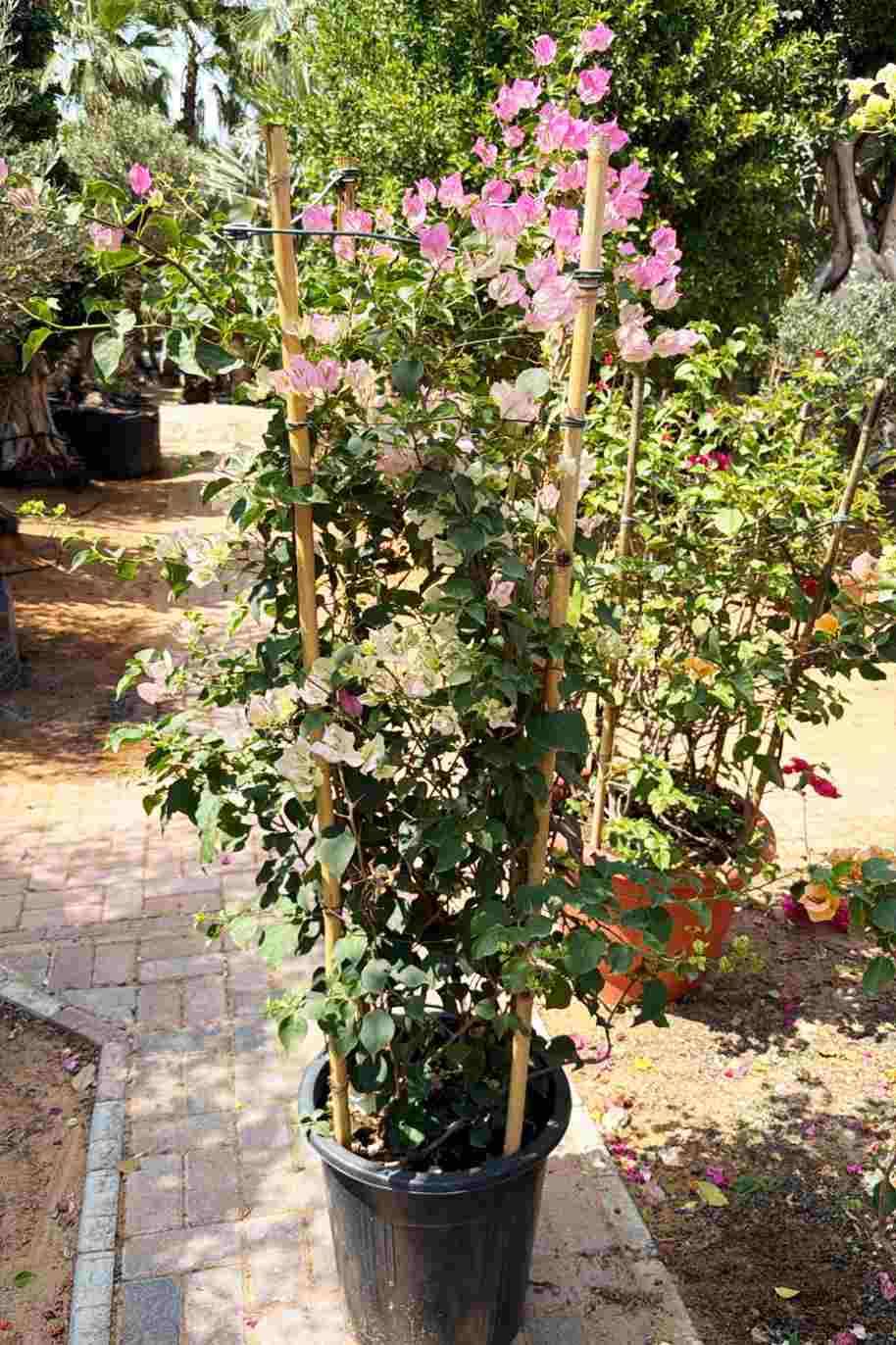 Bougainvillea Strawberry Tall