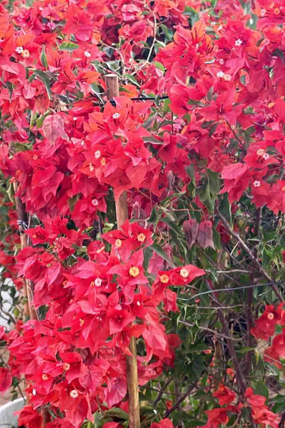 Bougainvillea Tomato Red Tall