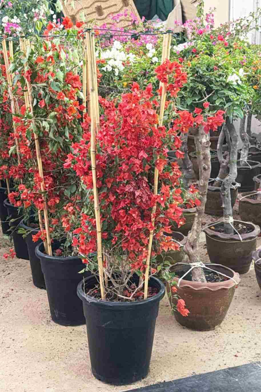 Bougainvillea 