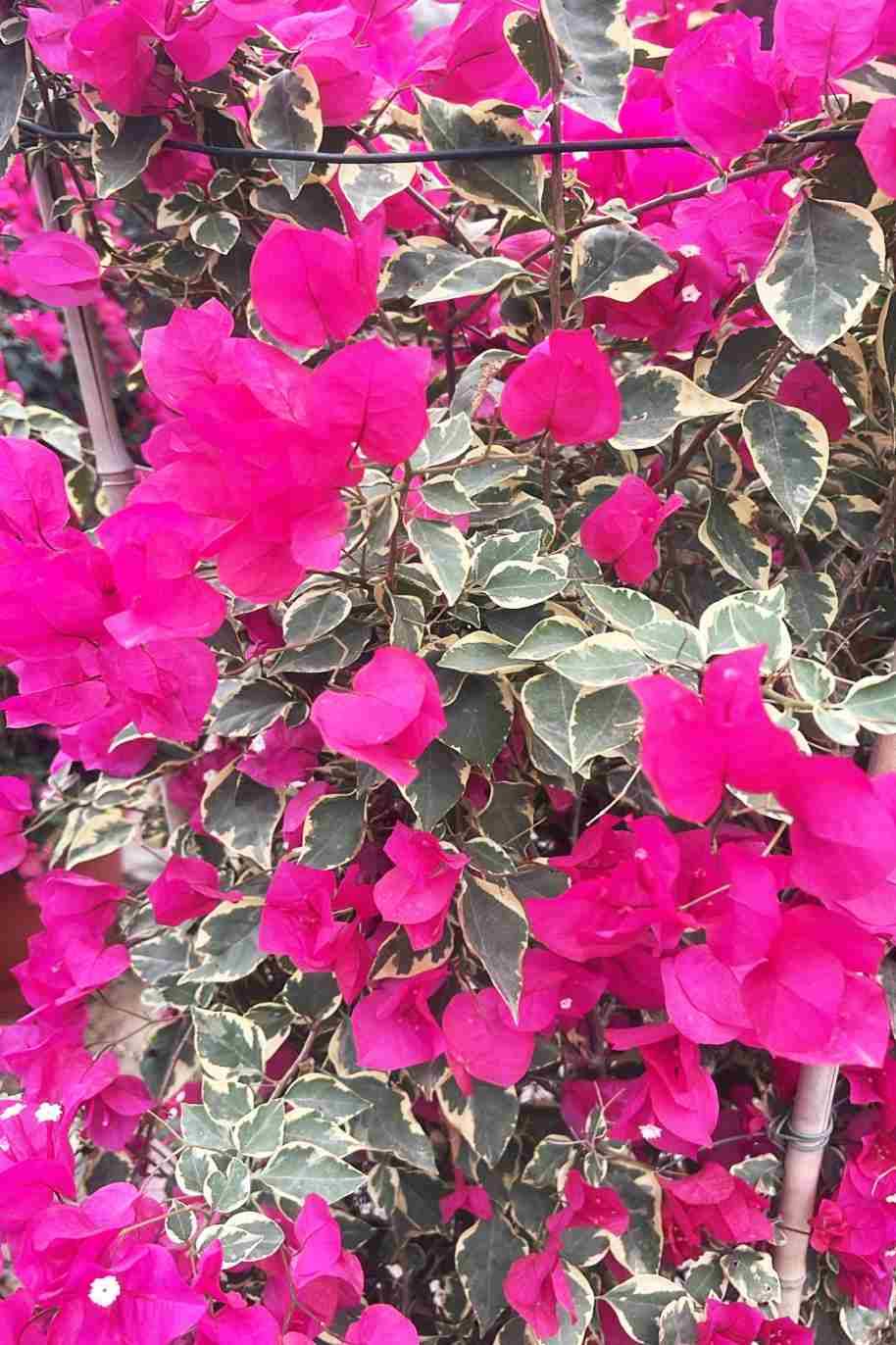 Bougainvillea Variegata Bushy - Bougainvillea - image 2