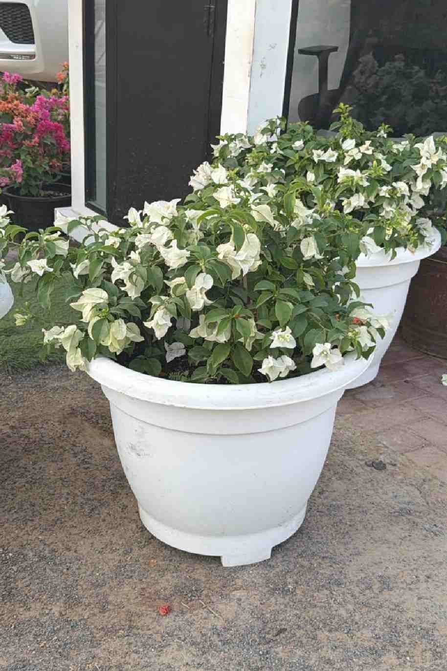 Bougainvillea White Bushy - Bougainvillea