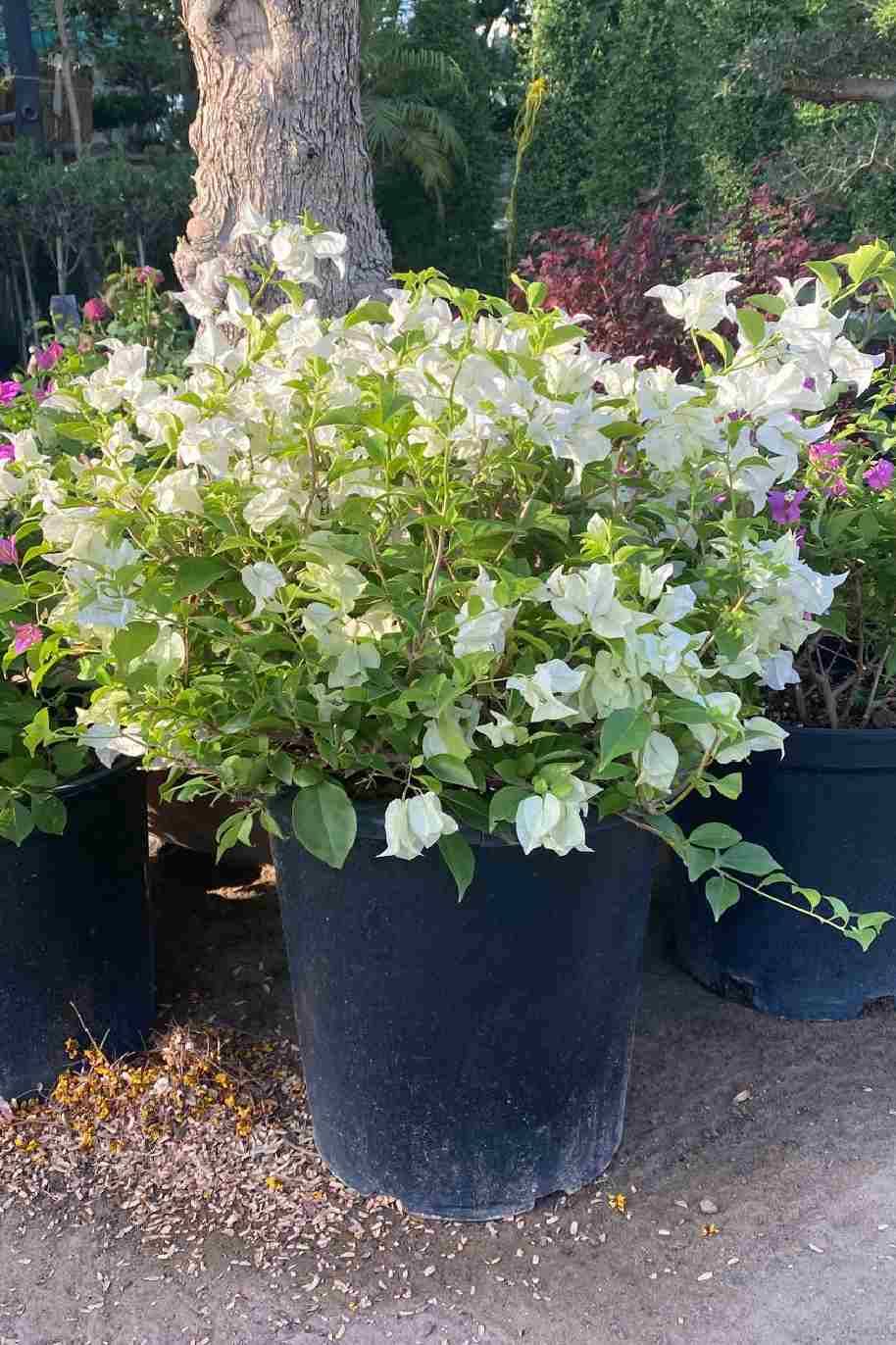 Bougainvillea White Bushy - Bougainvillea - image 3