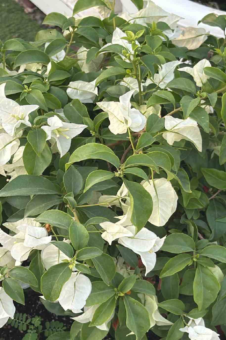 Bougainvillea White Bushy - Bougainvillea - image 2