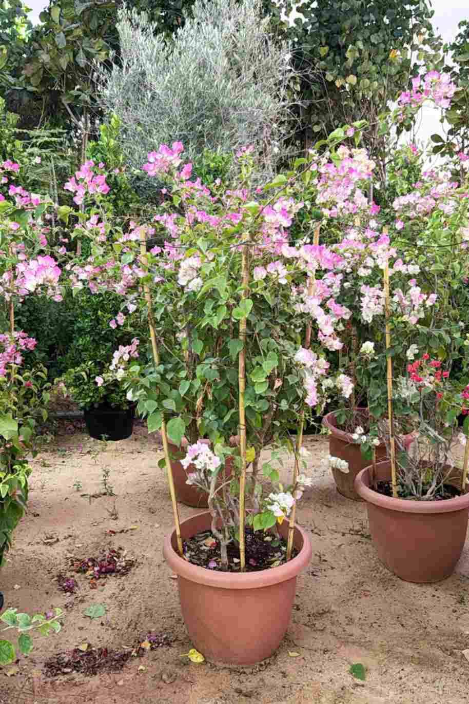 Bougainvillea 