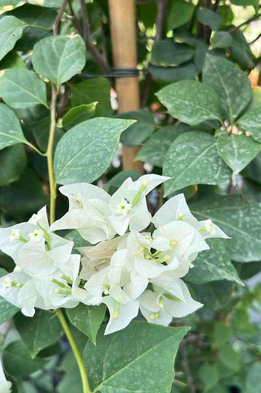 Bougainvillea White Tall