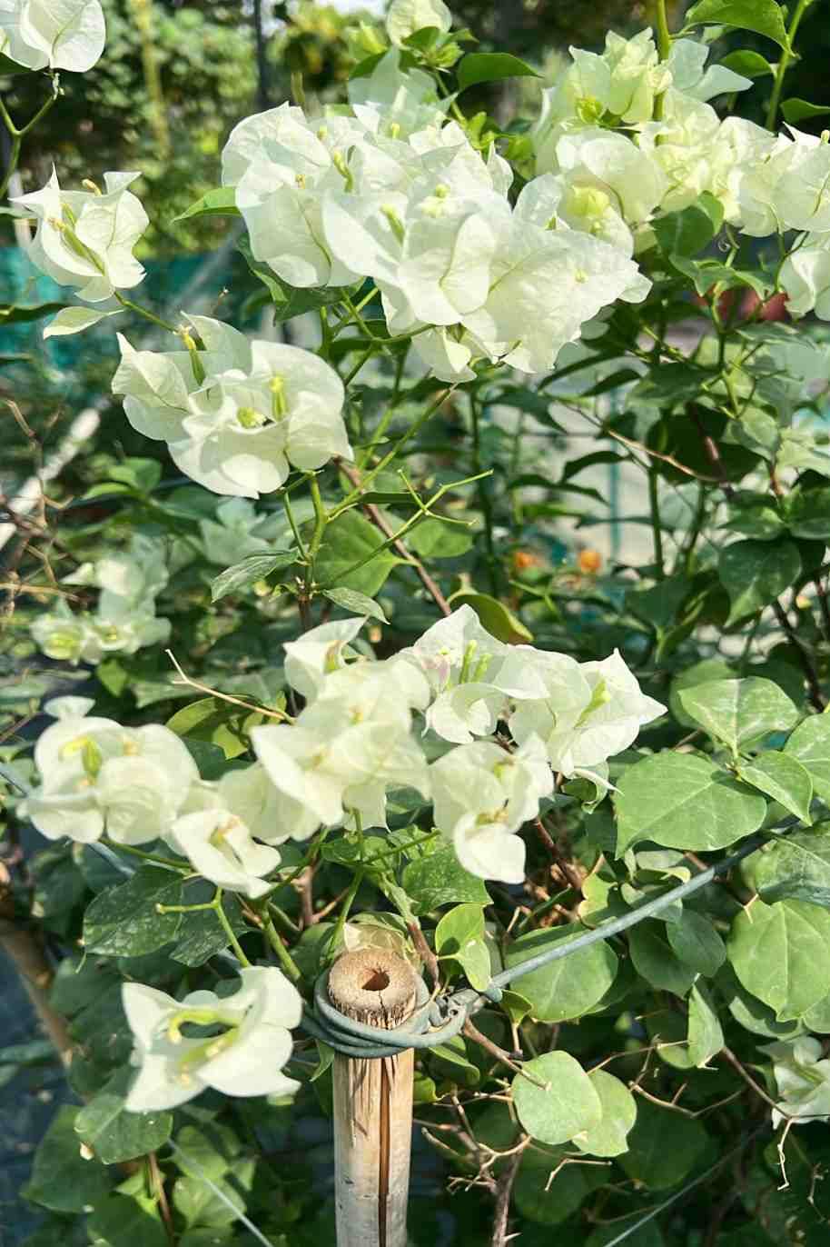 Bougainvillea
