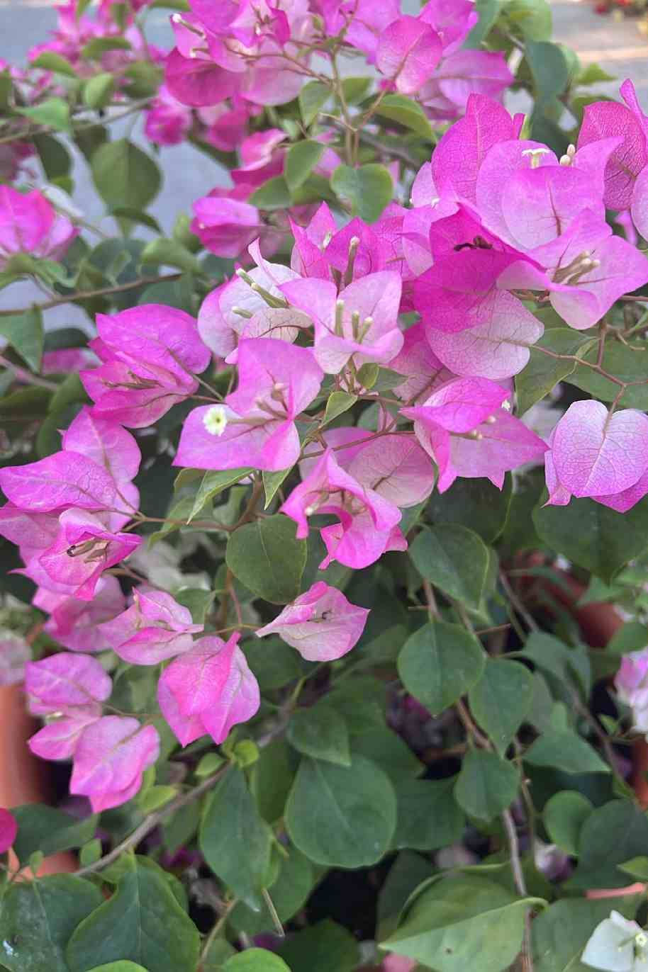 Bougainvillea White Strawberry Tall