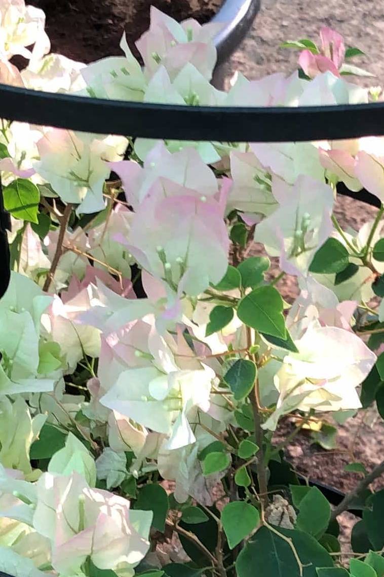 Bougainvillea White strawberry - Bougainvillea - image 2
