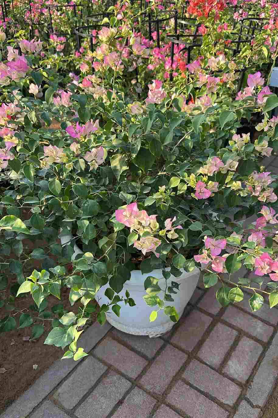 Bougainvillea White strawberry Bushy