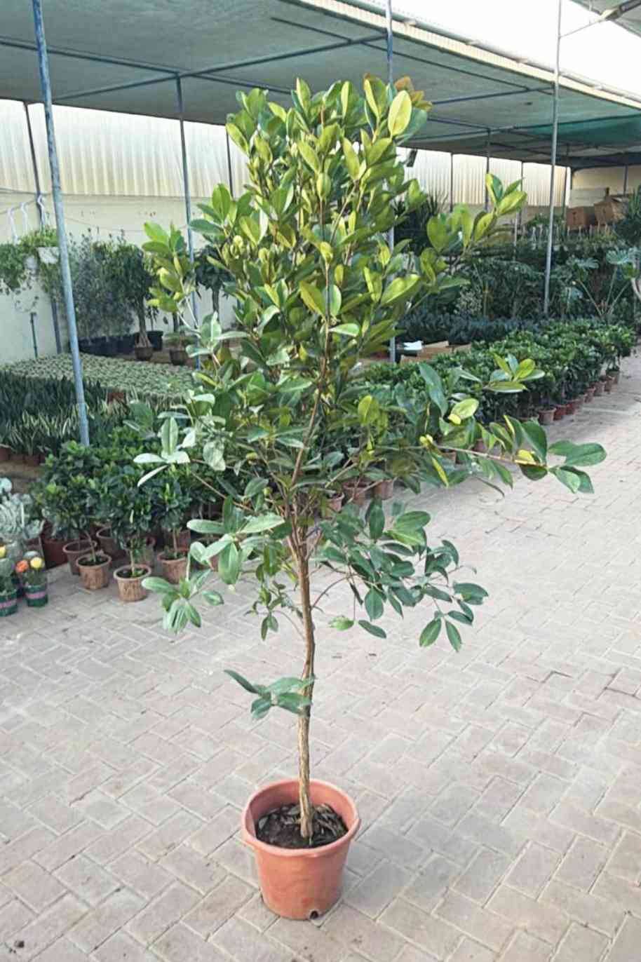 Eugenia brasiliensis