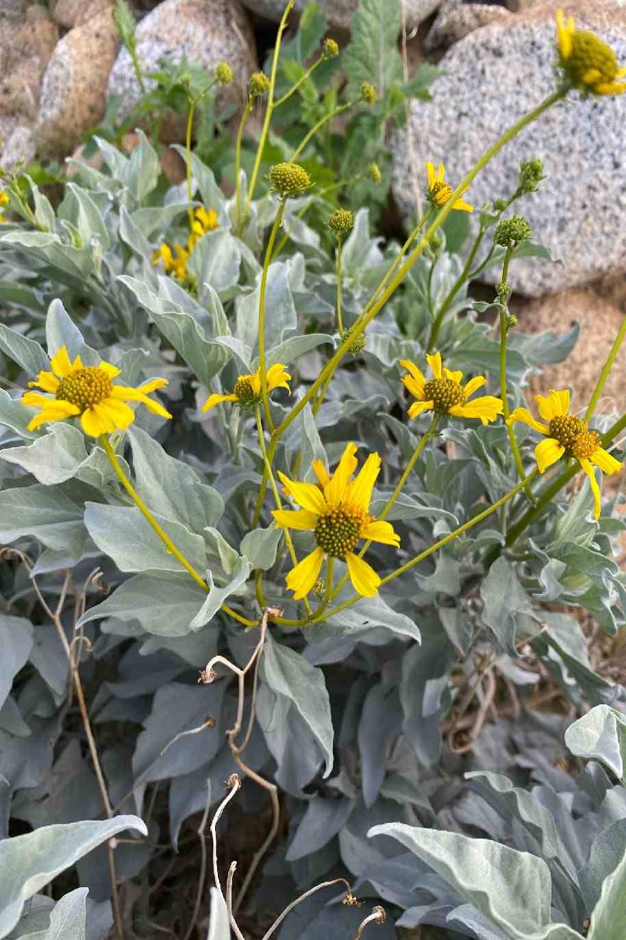 Brittlebush - Encelia Farinosa
