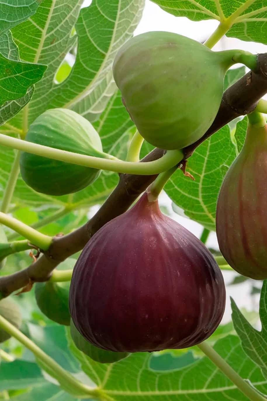 Brown Fig Turkey Seeds