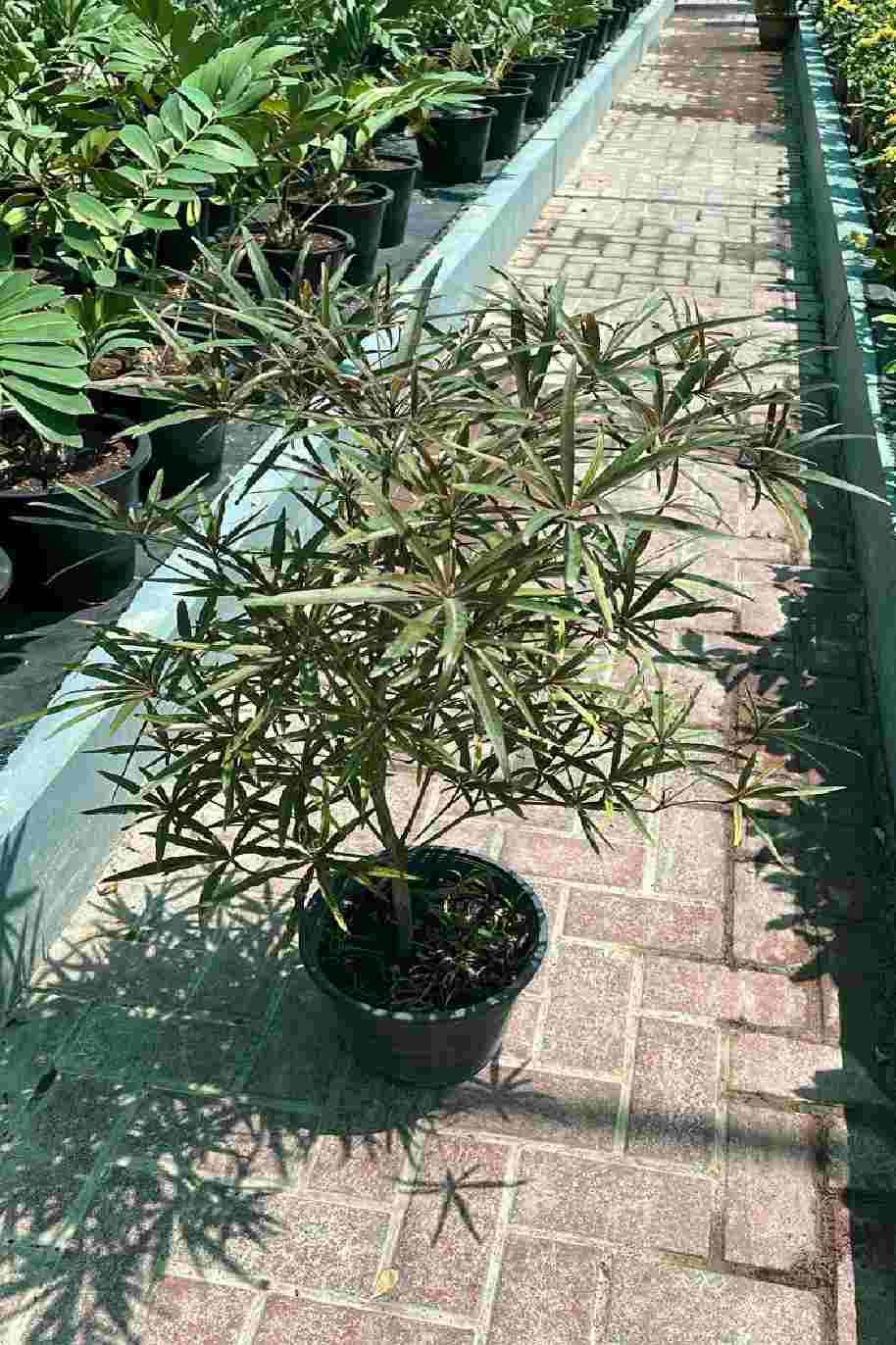 Bucida buceras