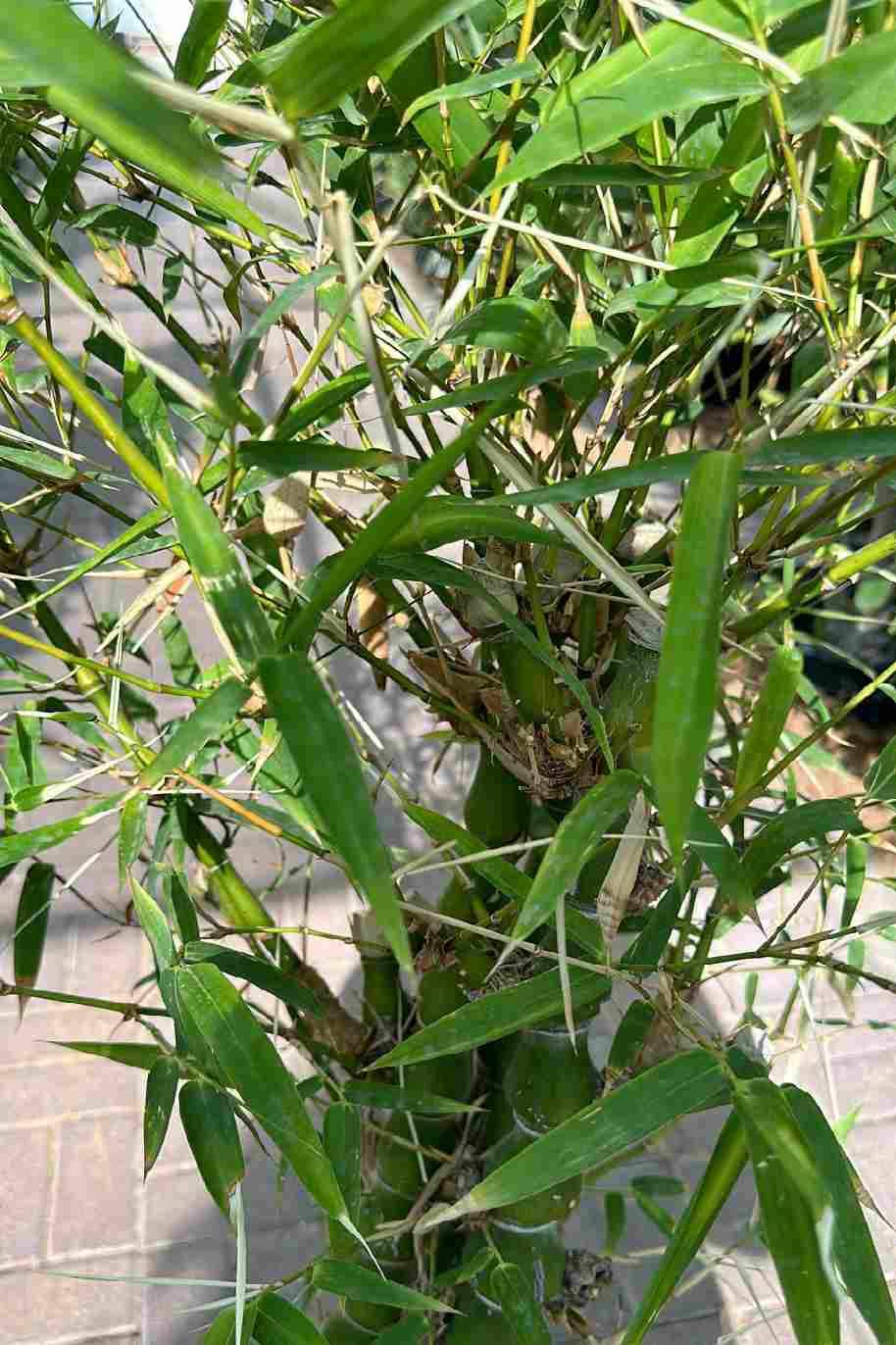 Bambusoideae