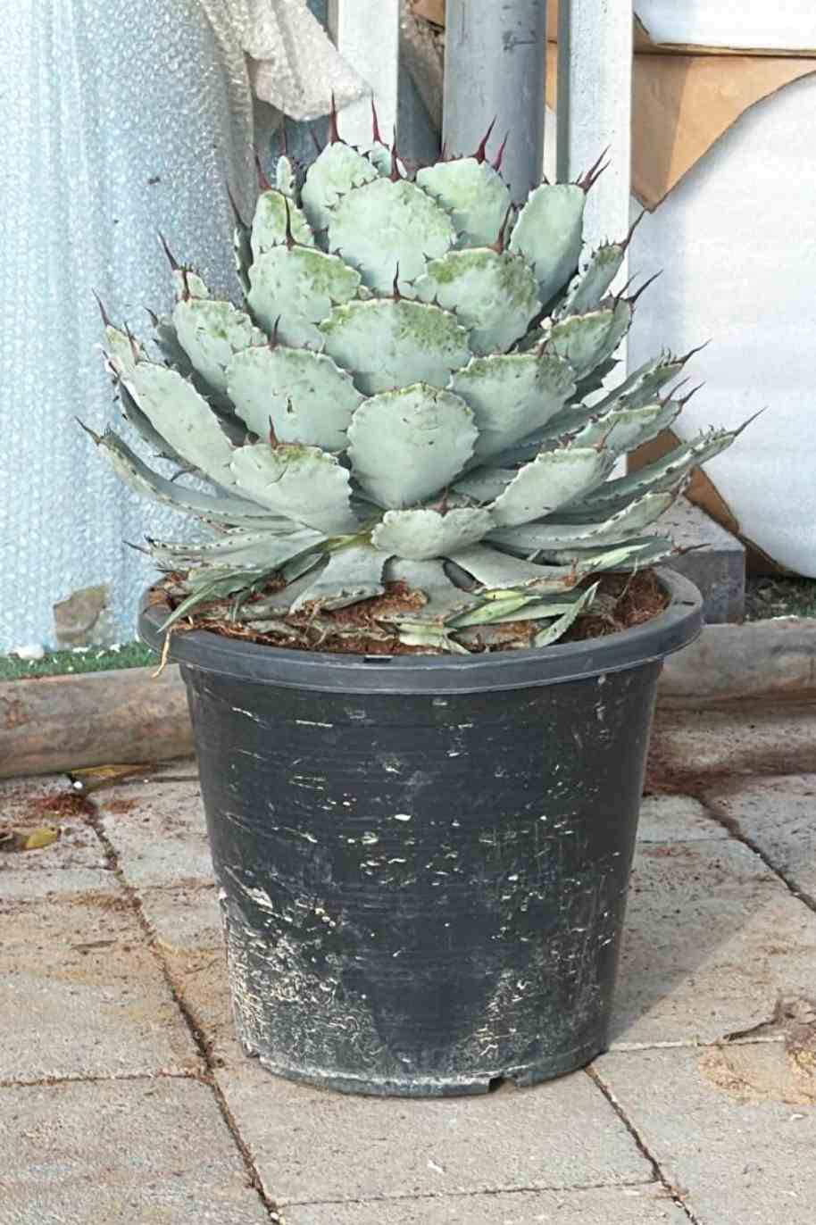 Butterfly Agave - Agave Potatorum