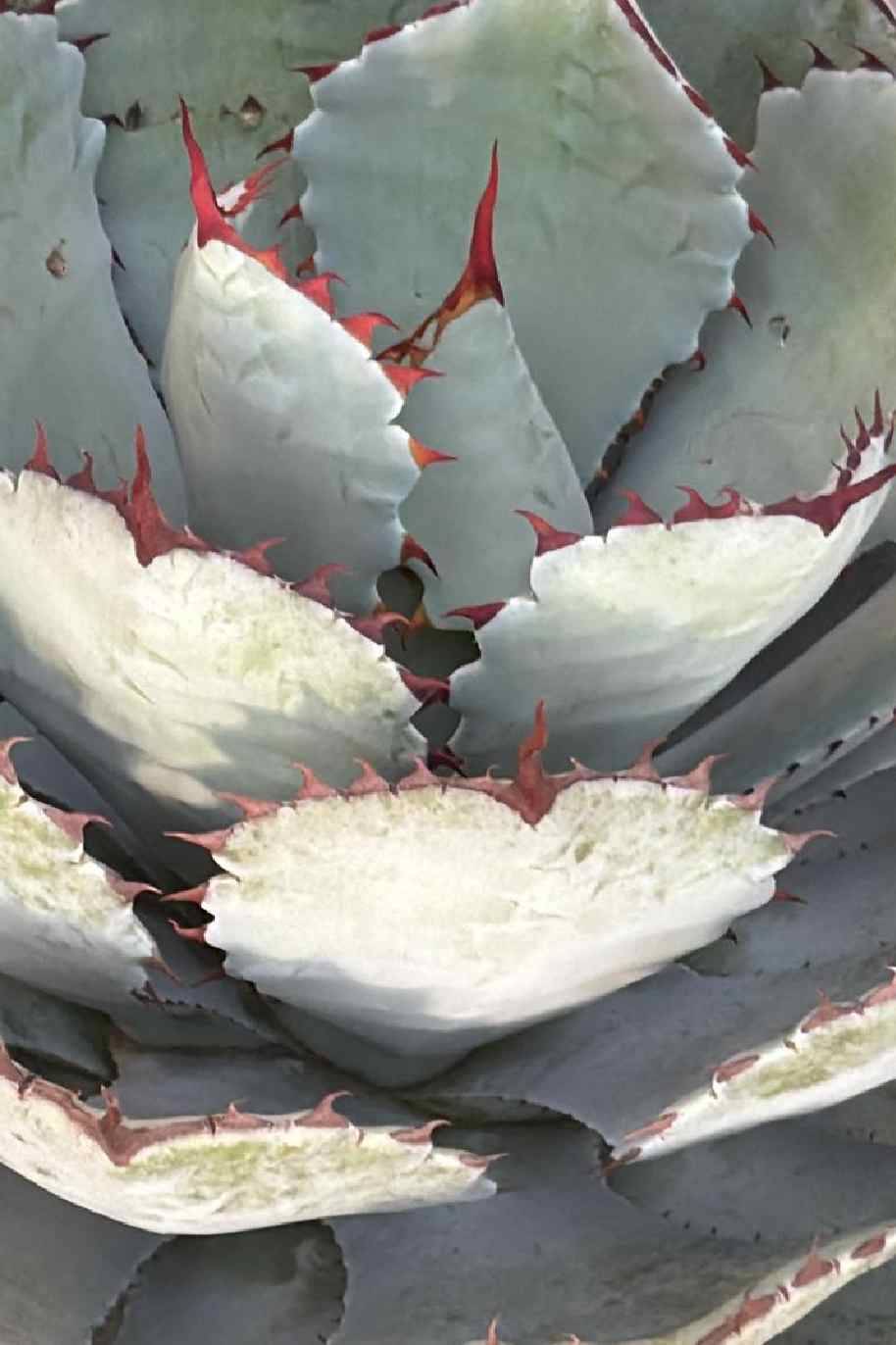 Butterfly Agave - Agave Potatorum - image 3