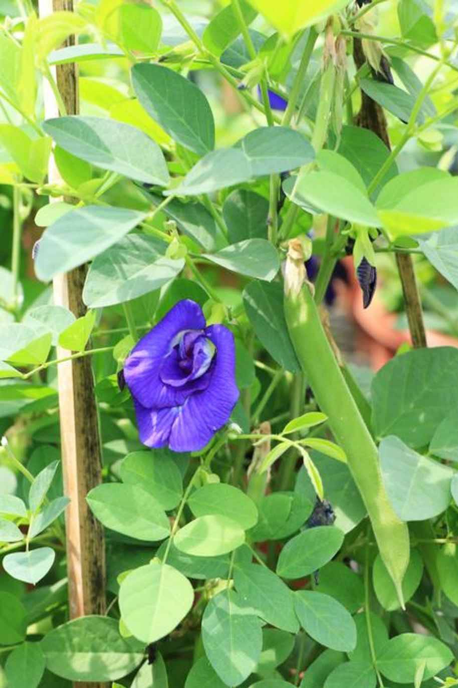 Butterfly Pea Tall