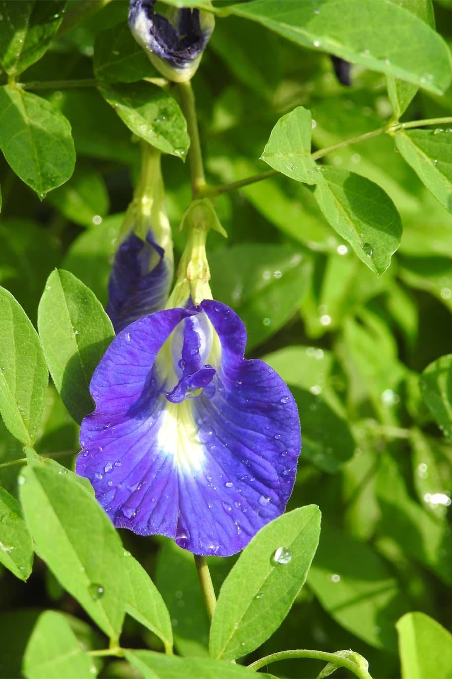 Butterfly Flower Pea Seeds